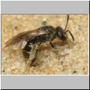 Lasioglossum sexstrigatum - Furchenbiene 10b 7mm Sandgrube Niedringhaussee - det.jpg
